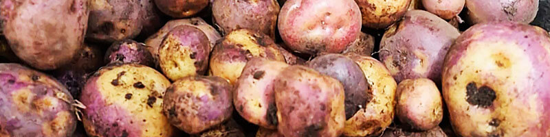 Escuelas propias y procesos de formación en comunicación indígena