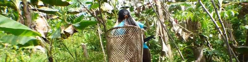 Escuelas propias y procesos de formación en comunicación indígena