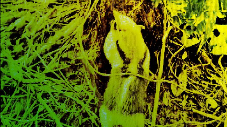 Escuelas propias y procesos de formación en comunicación indígena