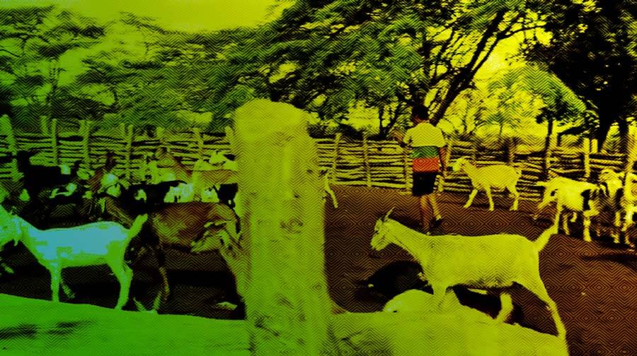 Escuelas propias y procesos de formación en comunicación indígena