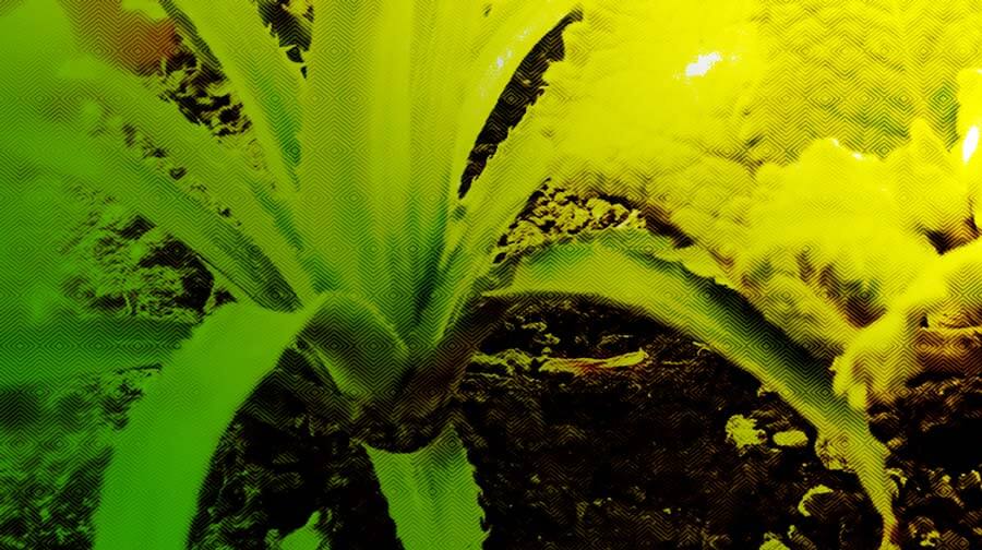 Escuelas propias y procesos de formación en comunicación indígena