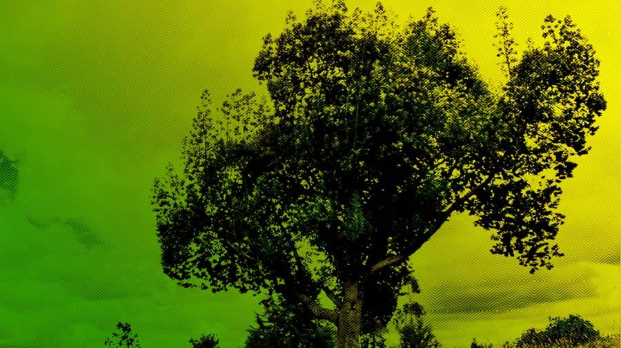 Escuelas propias y procesos de formación en comunicación indígena