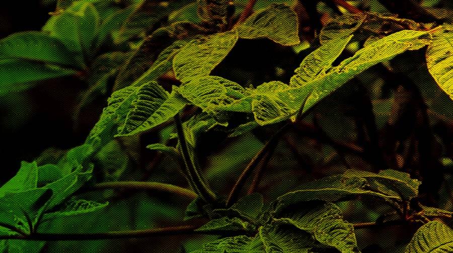 Escuelas propias y procesos de formación en comunicación indígena