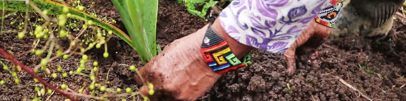 Escuelas propias y procesos de formación en comunicación indígena