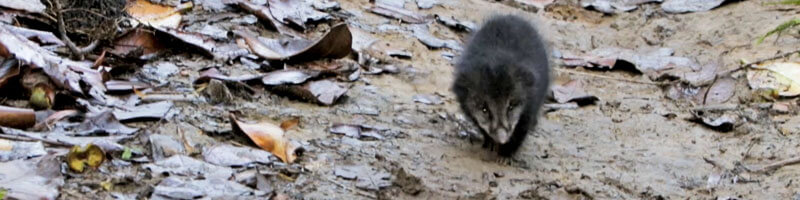 Escuelas propias y procesos de formación en comunicación indígena