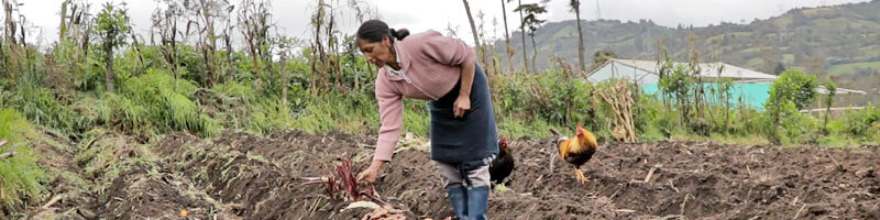 Escuelas propias y procesos de formación en comunicación indígena